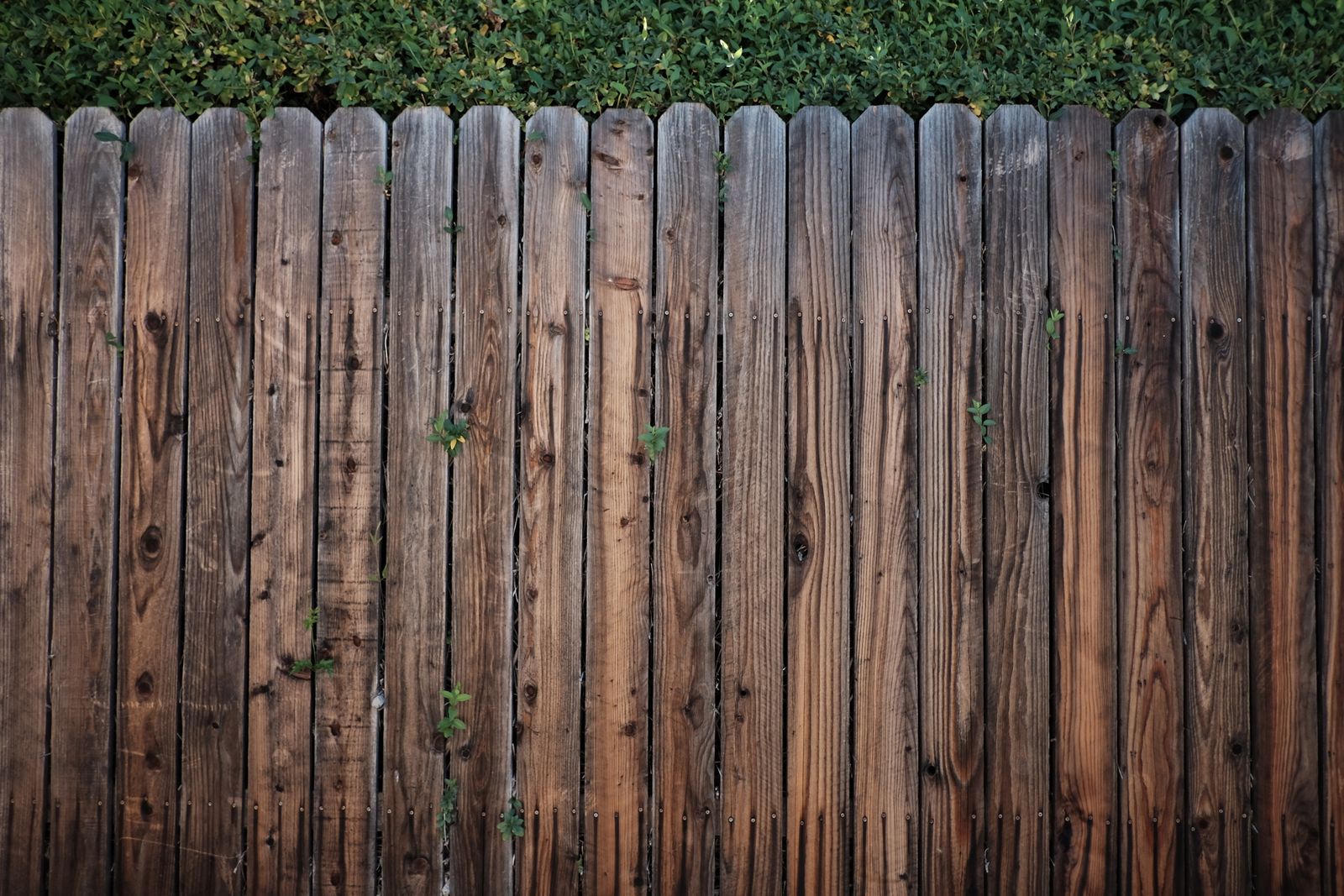 Warm-toned wooden fence with foliage