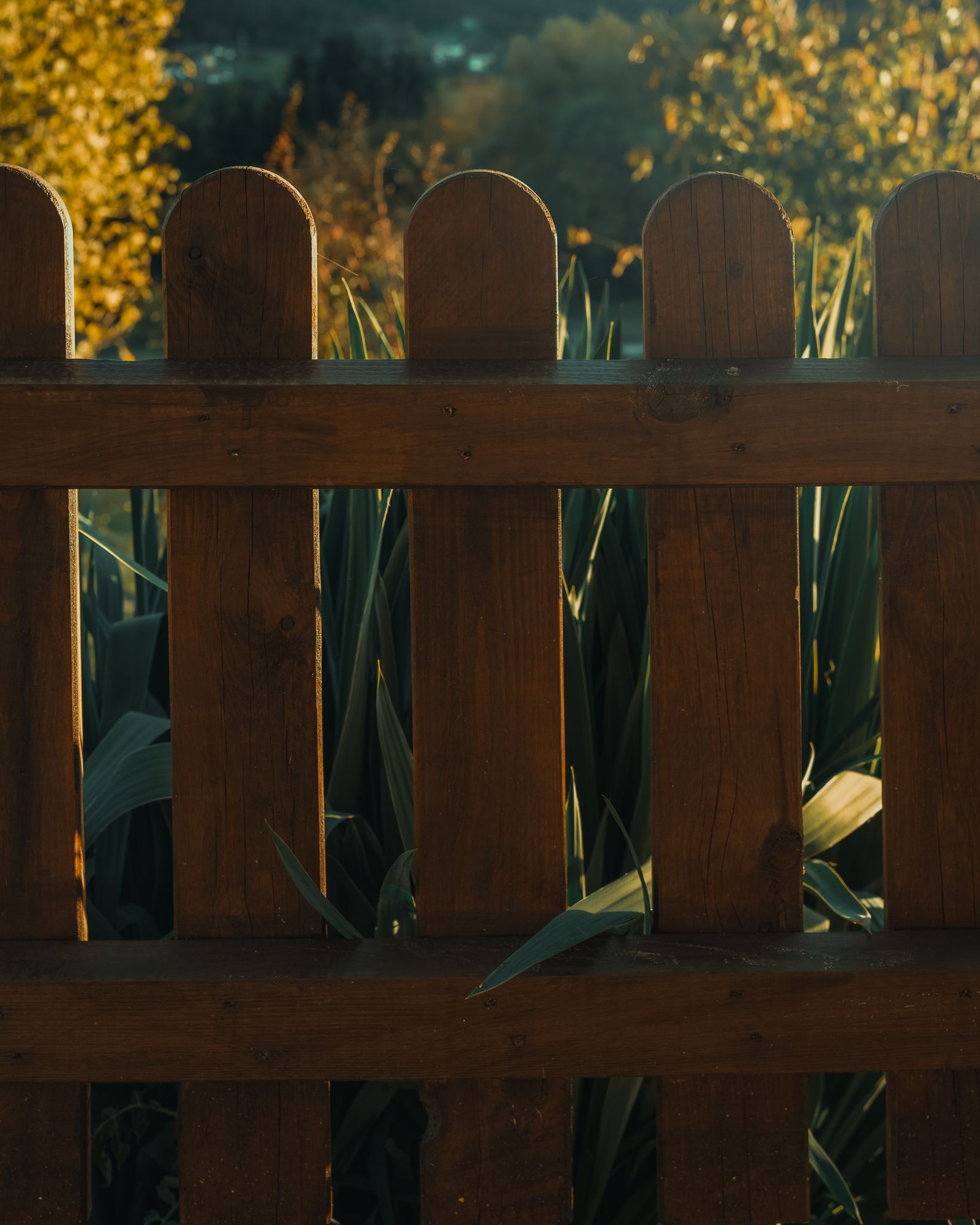 Freshly stained wooden fence in warm light