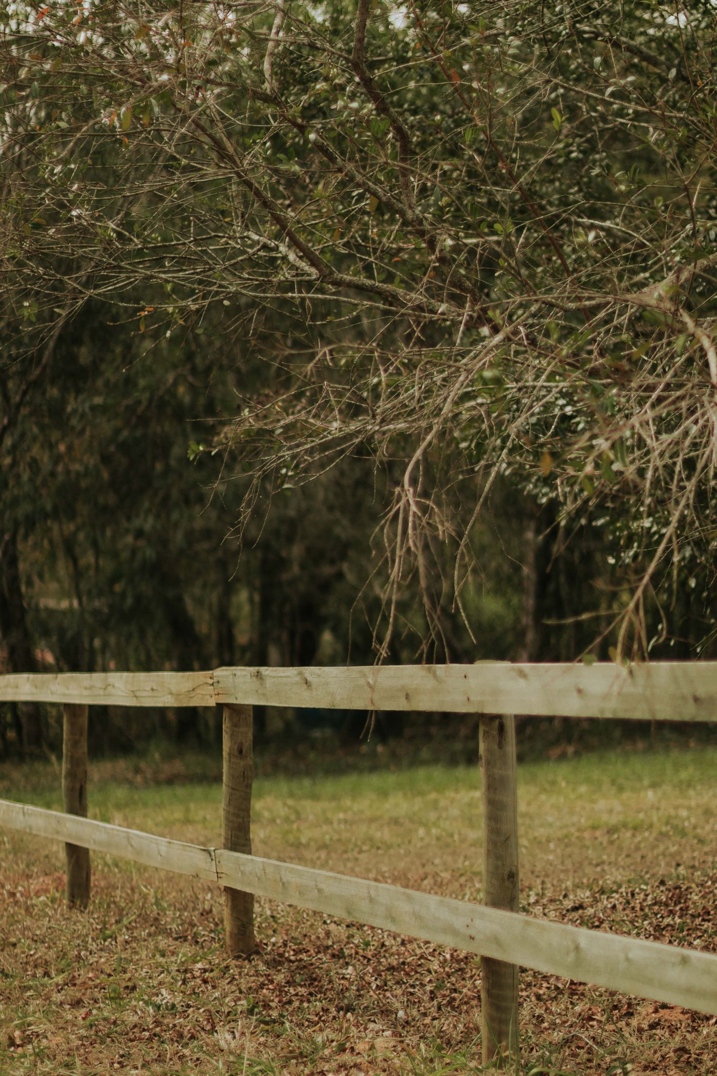 Rural split-rail fence line