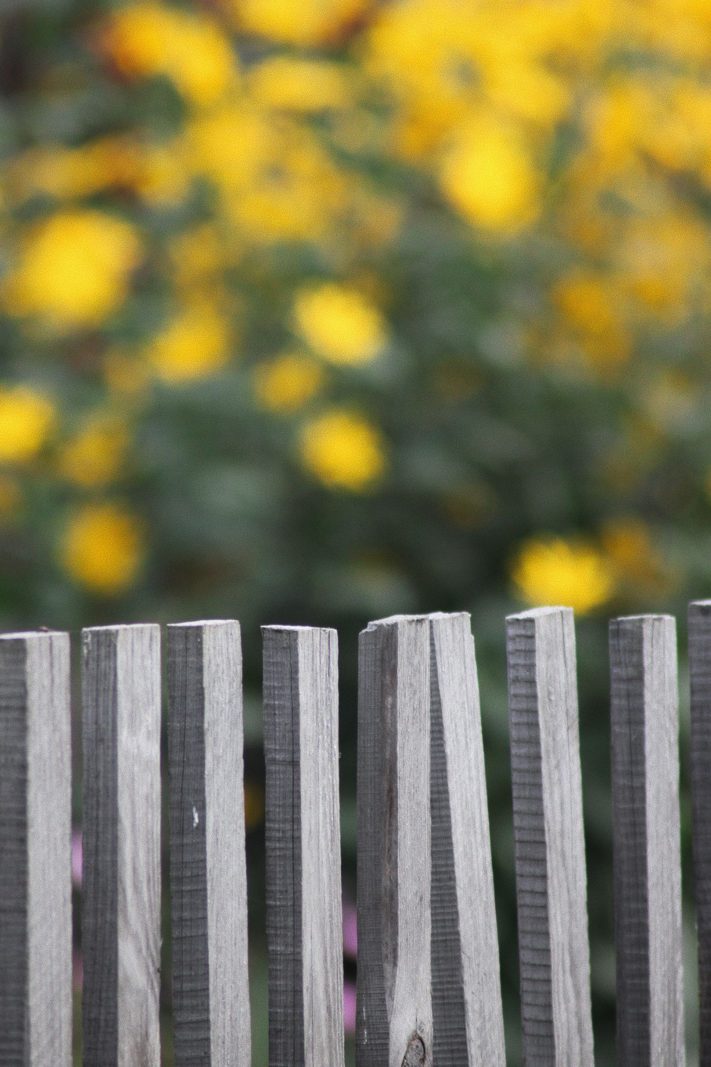 Weathered gray fence before cleaning and staining